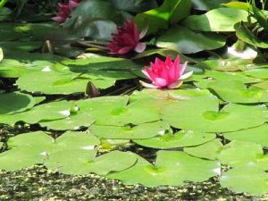 Water Lily, Clydach