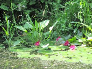 Four water lilies, Clydach