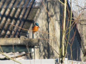 Kingfisher, Clydach
