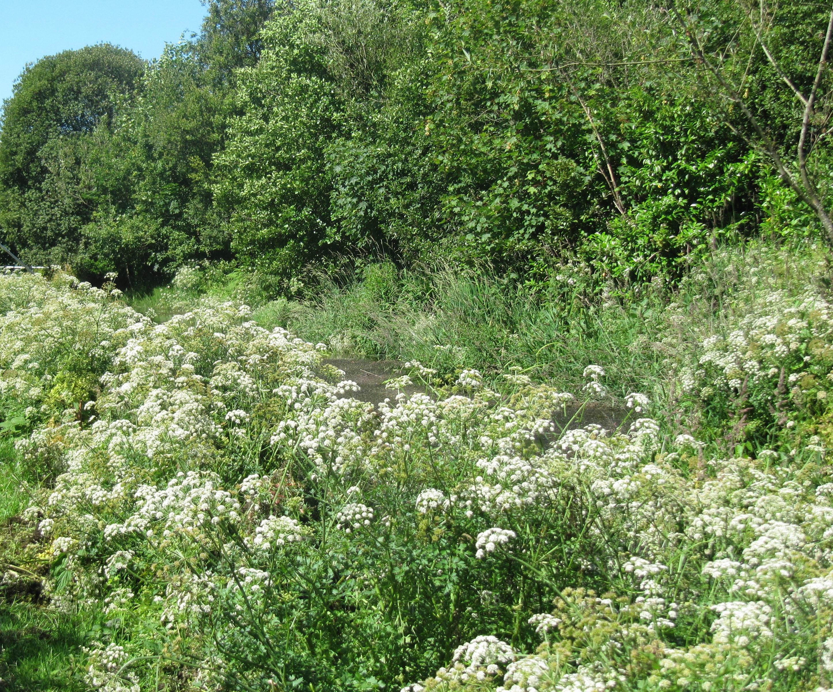 Cow Parsley and Damsel Flies