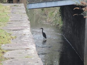 Heron at CVlydach Lock