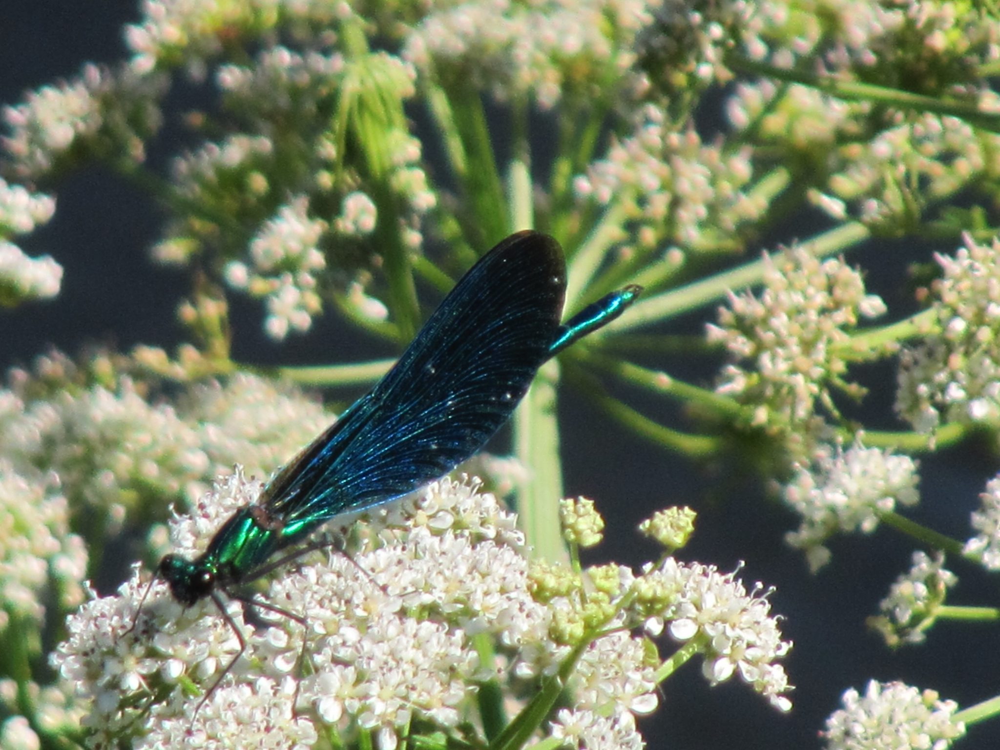 Cow Parsley and Damsel Flies Swansea Canal Society